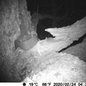 Antechinus sp. (genus) at Manyana Inyadda Drive development area - 24 Feb 2020