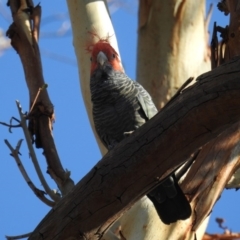 Callocephalon fimbriatum (Gang-gang Cockatoo) at Acton, ACT - 25 Feb 2020 by HelenCross