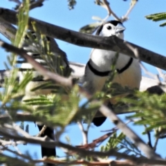 Stizoptera bichenovii (Double-barred Finch) at Molonglo Valley, ACT - 24 Feb 2020 by JohnBundock