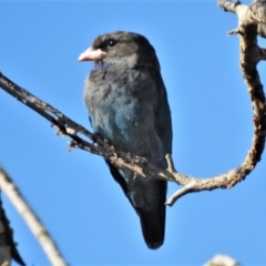 Eurystomus orientalis (Dollarbird) at Molonglo Valley, ACT - 25 Feb 2020 by JohnBundock