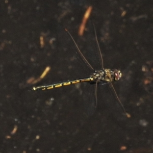 Hemicordulia tau at Molonglo River Reserve - 25 Feb 2020