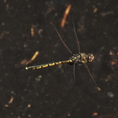 Hemicordulia tau (Tau Emerald) at Coombs, ACT - 24 Feb 2020 by JohnBundock