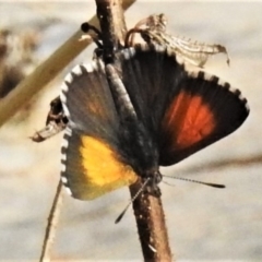 Lucia limbaria (Chequered Copper) at Molonglo Valley, ACT - 25 Feb 2020 by JohnBundock