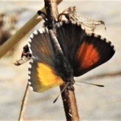 Lucia limbaria (Chequered Copper) at Molonglo Valley, ACT - 24 Feb 2020 by JohnBundock