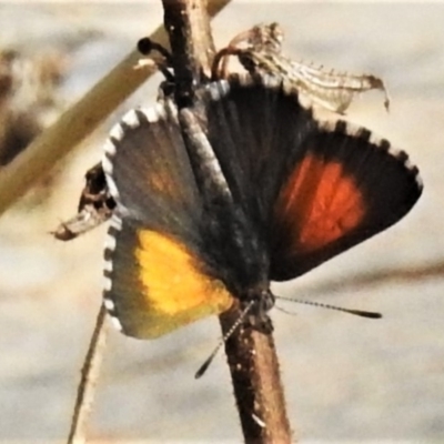 Lucia limbaria (Chequered Copper) at Molonglo Valley, ACT - 25 Feb 2020 by JohnBundock