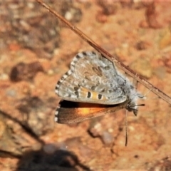 Lucia limbaria at Molonglo River Reserve - 25 Feb 2020