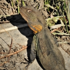 Intellagama lesueurii howittii (Gippsland Water Dragon) at Molonglo Valley, ACT - 24 Feb 2020 by JohnBundock