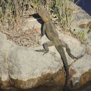 Intellagama lesueurii howittii at Molonglo River Reserve - 25 Feb 2020