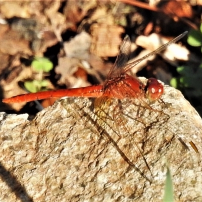 Diplacodes bipunctata (Wandering Percher) at Coombs, ACT - 25 Feb 2020 by JohnBundock