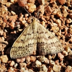 Scopula rubraria (Reddish Wave, Plantain Moth) at Molonglo Valley, ACT - 25 Feb 2020 by JohnBundock