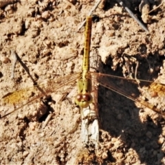 Diplacodes bipunctata (Wandering Percher) at Molonglo River Reserve - 25 Feb 2020 by JohnBundock