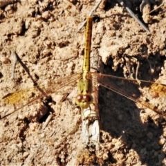 Diplacodes bipunctata (Wandering Percher) at Molonglo Valley, ACT - 24 Feb 2020 by JohnBundock