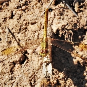 Diplacodes bipunctata at Molonglo River Reserve - 25 Feb 2020