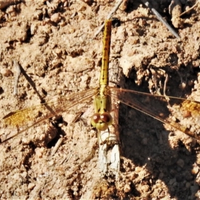 Diplacodes bipunctata (Wandering Percher) at Molonglo River Reserve - 25 Feb 2020 by JohnBundock