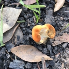 Unidentified Fungus at Conjola, NSW - 25 Feb 2020 by Tanya