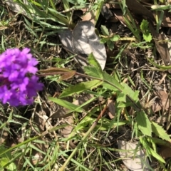 Verbena rigida at Conjola, NSW - 25 Feb 2020 04:47 PM