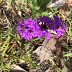 Verbena rigida at Conjola, NSW - 25 Feb 2020 04:47 PM