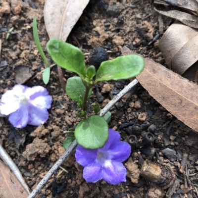 Brunoniella pumilio (Dwarf Blue Trumpet) at Conjola National Park - 25 Feb 2020 by Tanya