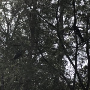 Calyptorhynchus lathami lathami at Berringer Lake, NSW - 25 Feb 2020