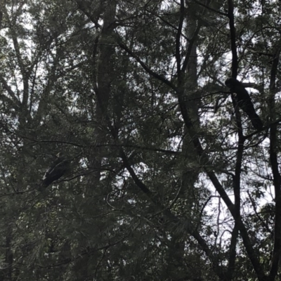 Calyptorhynchus lathami lathami (Glossy Black-Cockatoo) at Berringer Lake, NSW - 25 Feb 2020 by Tanya