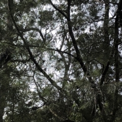 Calyptorhynchus lathami lathami at Berringer Lake, NSW - suppressed