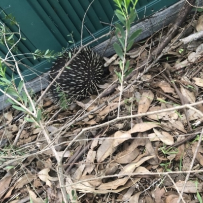 Tachyglossus aculeatus (Short-beaked Echidna) at Cunjurong Point, NSW - 25 Feb 2020 by Tanya