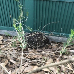 Tachyglossus aculeatus at Cunjurong Point, NSW - 25 Feb 2020