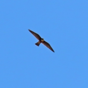 Falco longipennis at Fyshwick, ACT - 24 Feb 2020