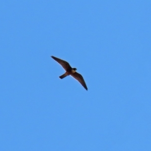 Falco longipennis at Fyshwick, ACT - 24 Feb 2020