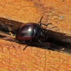 Chalcopteroides spectabilis (Rainbow darkling beetle) at Fyshwick, ACT - 24 Feb 2020 by RodDeb