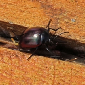 Chalcopteroides spectabilis at Fyshwick, ACT - 24 Feb 2020