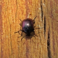 Chalcopteroides spectabilis at Fyshwick, ACT - 24 Feb 2020