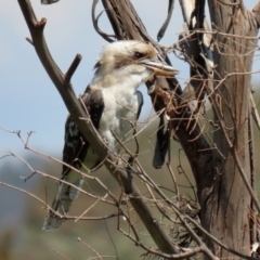 Dacelo novaeguineae (Laughing Kookaburra) at Fyshwick, ACT - 24 Feb 2020 by RodDeb