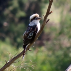 Dacelo novaeguineae at Fyshwick, ACT - 24 Feb 2020