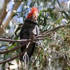 Callocephalon fimbriatum (Gang-gang Cockatoo) at Jerrabomberra Wetlands - 24 Feb 2020 by RodDeb