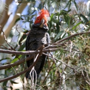 Callocephalon fimbriatum at Fyshwick, ACT - suppressed