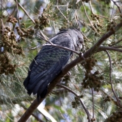 Callocephalon fimbriatum at Fyshwick, ACT - 24 Feb 2020