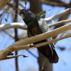 Callocephalon fimbriatum at Fyshwick, ACT - 24 Feb 2020