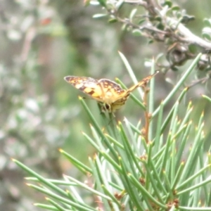 Oreixenica lathoniella at Paddys River, ACT - 25 Feb 2020