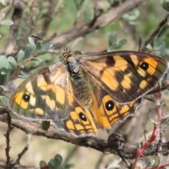 Heteronympha penelope (Shouldered Brown) at Paddys River, ACT - 25 Feb 2020 by Christine