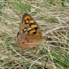 Heteronympha penelope at Paddys River, ACT - 25 Feb 2020 01:32 PM