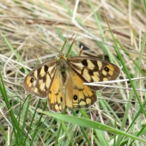 Heteronympha penelope at Paddys River, ACT - 25 Feb 2020 01:32 PM