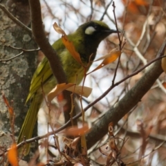 Nesoptilotis leucotis (White-eared Honeyeater) at Paddys River, ACT - 25 Feb 2020 by Christine