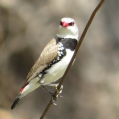 Stagonopleura guttata (Diamond Firetail) at Paddys River, ACT - 25 Feb 2020 by Christine