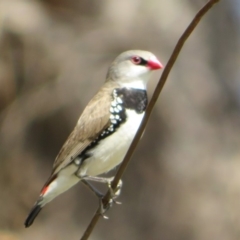 Stagonopleura guttata at Paddys River, ACT - 25 Feb 2020