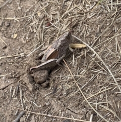 Percassa rugifrons (Mountain Grasshopper) at Kosciuszko National Park - 24 Feb 2020 by SimoneC