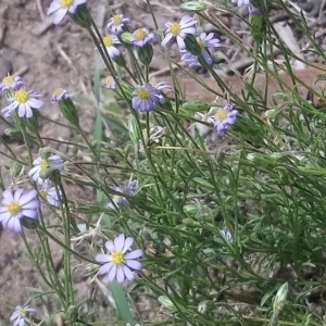 Vittadinia cuneata var. cuneata at Kambah, ACT - 23 Feb 2020