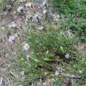 Vittadinia cuneata var. cuneata at Kambah, ACT - 23 Feb 2020