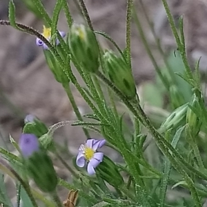 Vittadinia cuneata var. cuneata at Kambah, ACT - 23 Feb 2020