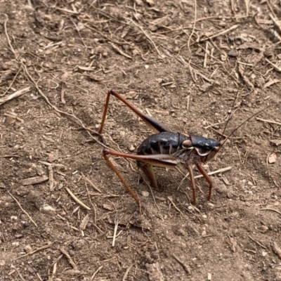 Austrodectes monticolus (Australian shield-back katydid) at Kosciuszko National Park - 24 Feb 2020 by SimoneC